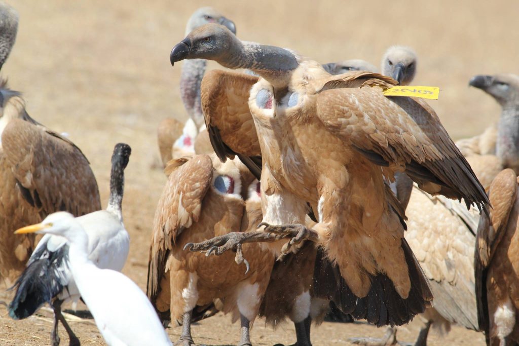 tagged cape vulture at vulpro