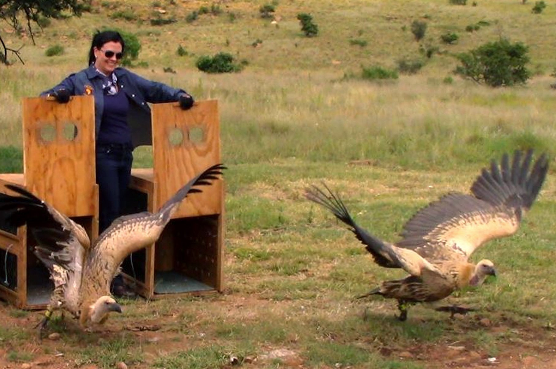 vulture release